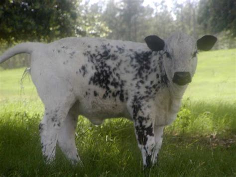 British White Cattle In Southeast Texas Jwest Cattle Company Spotted