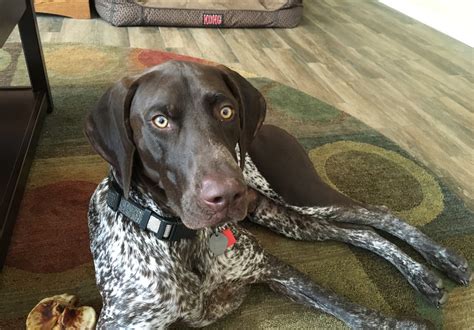 Symptoms of liver shunts in dogs. Teaching a High Energy German Shorthair Pointer Control to ...