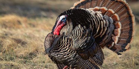 Besondere unterkünfte zum kleinen preis. 4 Miss. men face years in prison over illegal turkey hunting