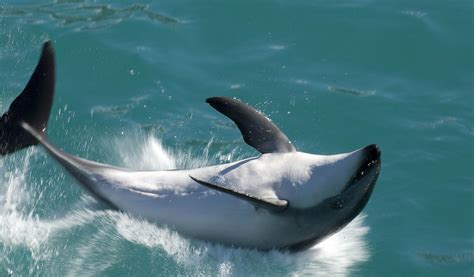 Dusky Dolphins The Biggest Animals Kingdom