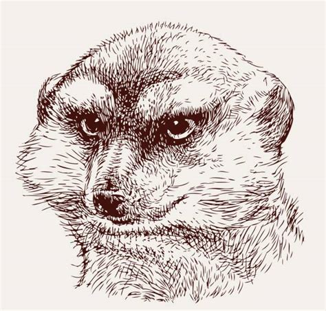 Best Mongoose Illustrations Royalty Free Vector Graphics And Clip Art