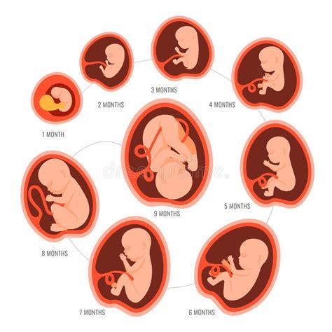 Fetal Growth From 4 To 40 Weeks Stock Vector Illustration Of Develop