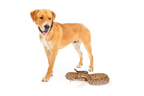 17 Can Dogs Survive Snake Bites Home