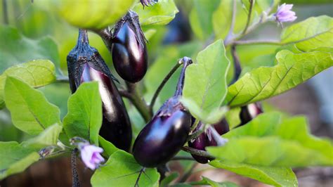 How To Prune Eggplants Properly For The Biggest Harvest Nextdoor Homestead
