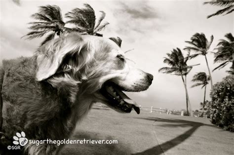 Swaying With The Palm Trees On Black N White Windy Sunday Golden Woofs