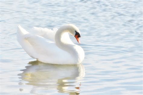 White Swan On Body Of Water During Daytime Hd Wallpaper Wallpaper Flare