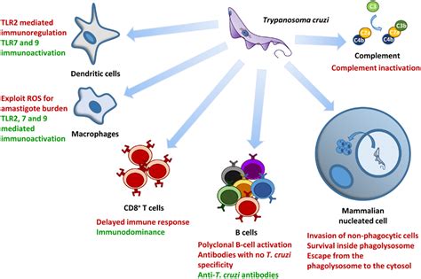 frontiers evasion of the immune response by trypanosoma cruzi during acute infection