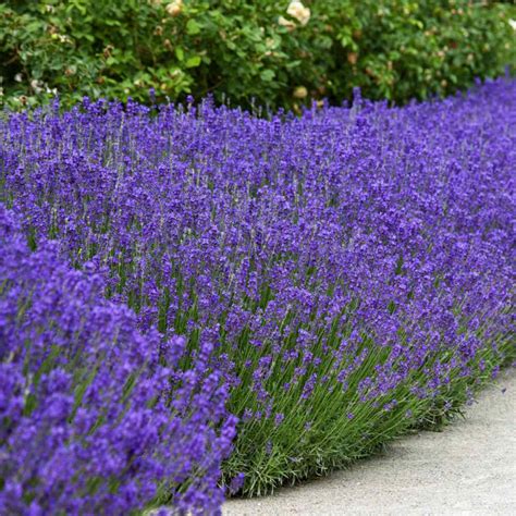 Lavender Seeds Lavandula Angustifolia English Lavender Herb Seed