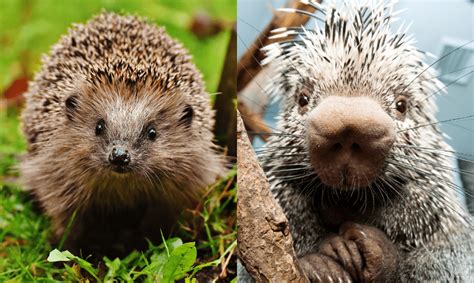 Hedgehog Vs Porcupine Similarities And Differences Animal Corner
