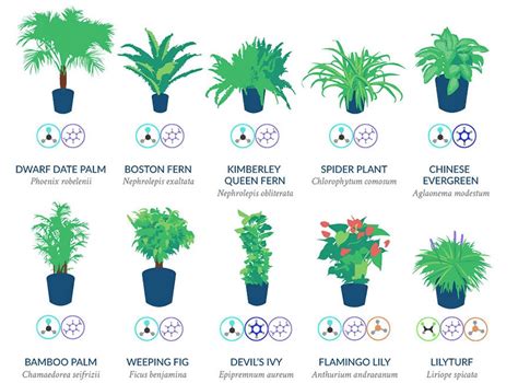 Nasa Reveals The Best Air Purifying Plants For Your Home Air Filtering