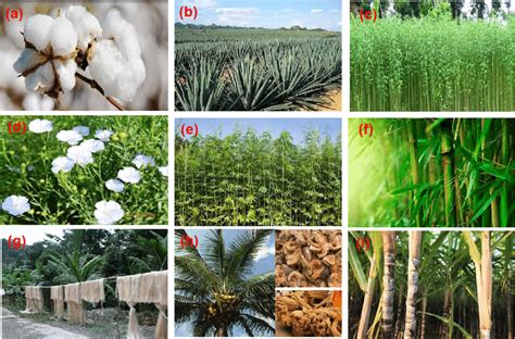 Natural Fibre Plants A Cotton B Sisal C Jute D Flax E