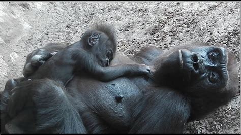 Gorillas Erlebnis Zoo Hannover Youtube