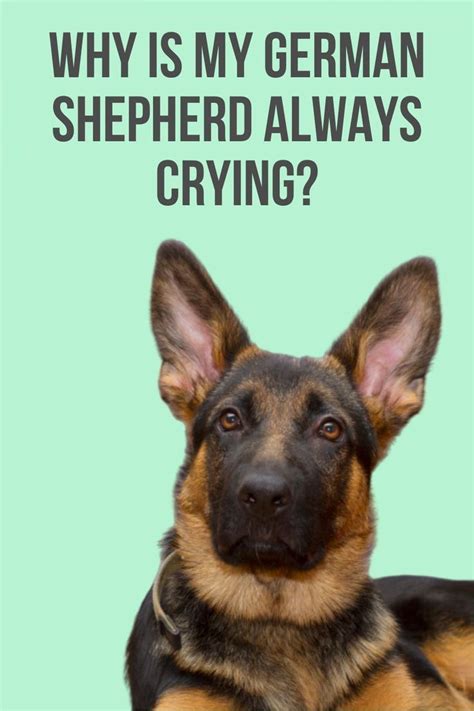 Why Is My German Shepherd Always Crying German Shepherd Barking