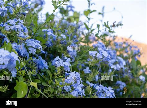 Blooming Blue Plumbago Auriculata Or Cape Leadwort Plant Sky