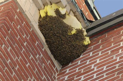 Bee Removal And Control Services Bee Pest Control Rodent Control Pest