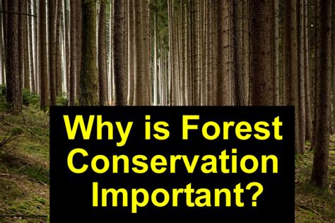 Why Is Forest Conservation Important Alpha Steward