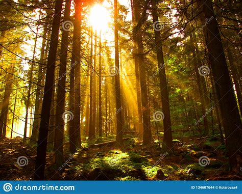 The Sun Shines Through The Trees In Forest Stock Photo