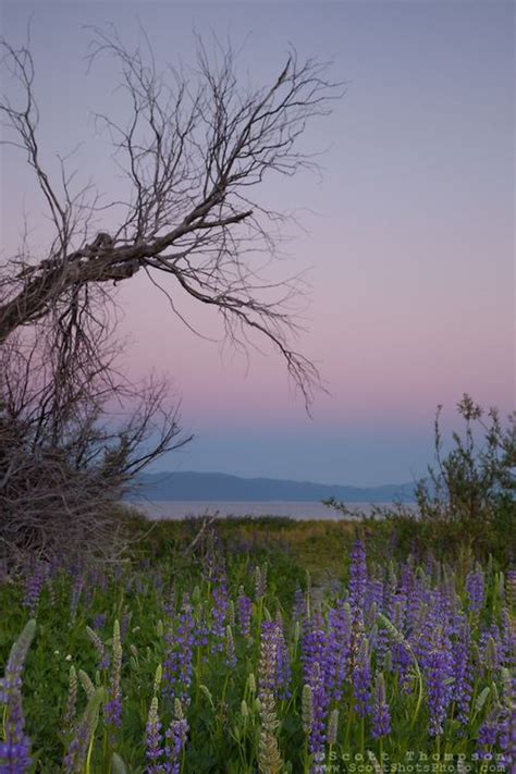 Lupine Sunset 5 Scott Shots Photography Truckee Lake Tahoe Lake