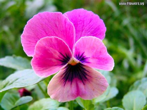Lovely Pansy Flower Images Free Top Collection Of Different Types Of
