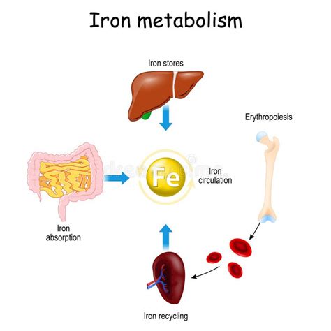 Metabolismo De Hierro Y Eritropoyesis Del Intestino Hepático Y Del