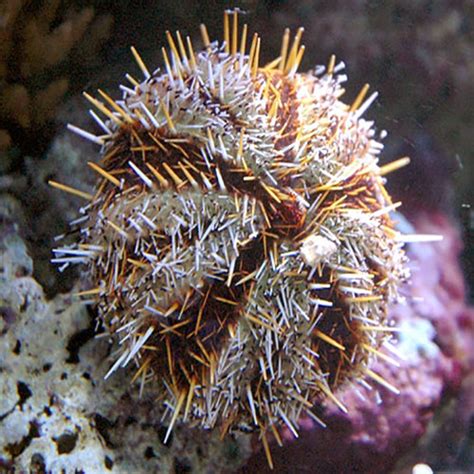 Orange Spine Urchin Tripneustes Gratilla Marine World Aquatics