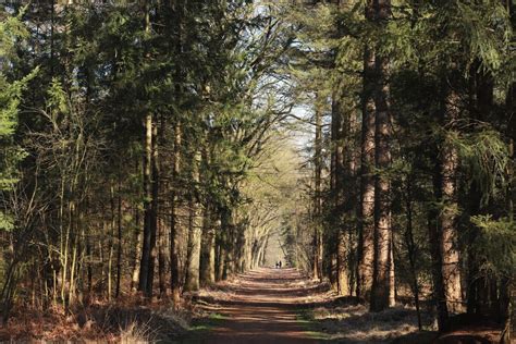 The 8 Greatest Forests In The Netherlands For A Nature Escape