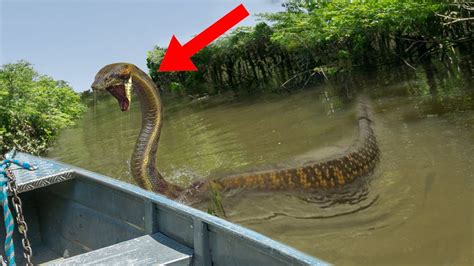 10 Scariest Creatures Found In The Amazon Youtube