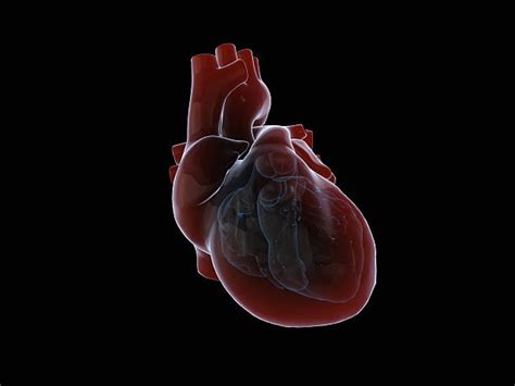Atrioventricular Valve Stock Photos Pictures And Royalty Free Images