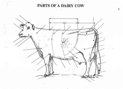 Parts Of Dairy Cow Diagram Quizlet
