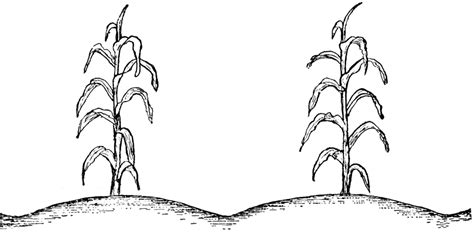 10 high quality black and white plants clipart in different resolutions. Corn Plant | ClipArt ETC