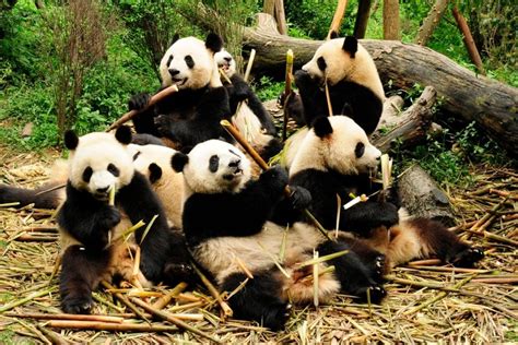 The Best Things To Do On A Chengdu Visit Its Not All Pandas And Spicy