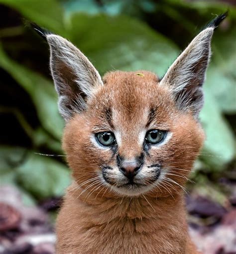 The Beauty Of Wildlife Photo Caracal Cat Wild Cats Caracal