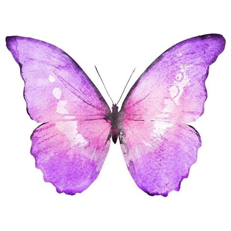 Pin By Ana Paula On Topper Topos Butterfly Watercolor Butterfly