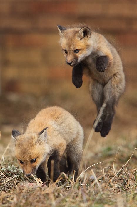 Sneak Attack Red Foxes Vulpes Vulpes Breckenridge