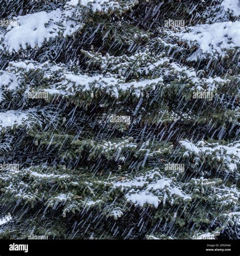 Fresh Snow Falling On Pine Trees Stock Photo Alamy