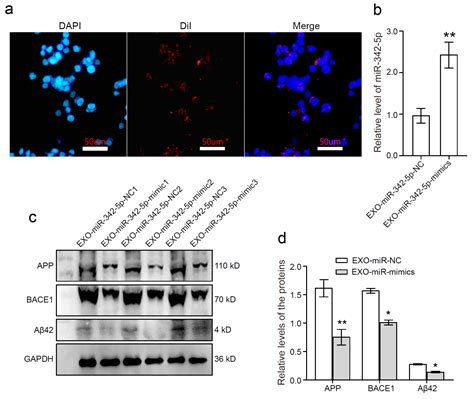 cells free full text circulating small extracellular vesicle derived mir 342 5p ameliorates