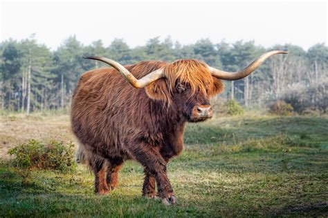 Scottish Highland Cattle Collection Stan Schaap Photography