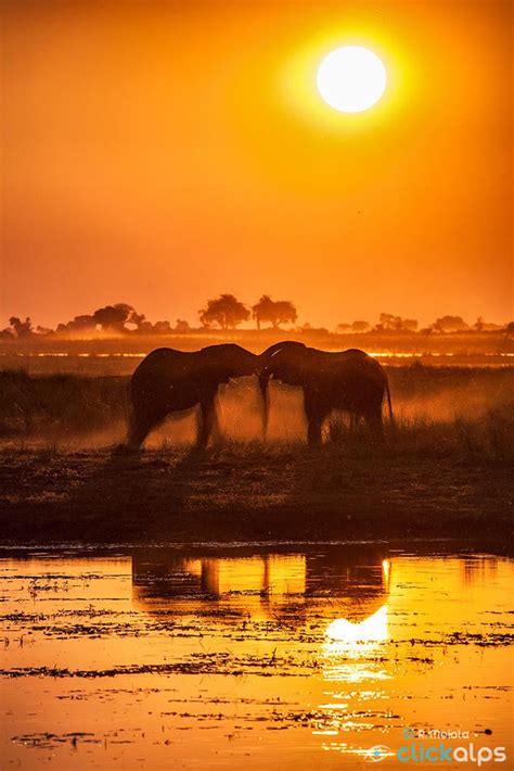 Chobe Elephants Wildlife Photography The Global Art Company