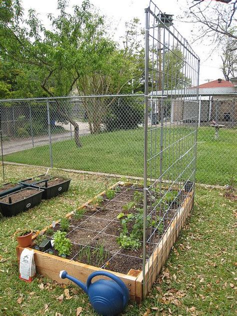 Check spelling or type a new query. How to Build a Tomato Trellis with a Cattle Panel | Tomato trellis, Cattle panel trellis ...