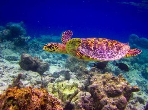 Zee Schildpad République Dominicaine Dominicaine Paysage Naturel