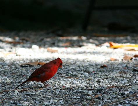 1600x900 Wallpaper Red Cardinal Bird Peakpx