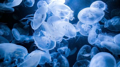 24 Jellyfish Wallpapers Wallpaperboat