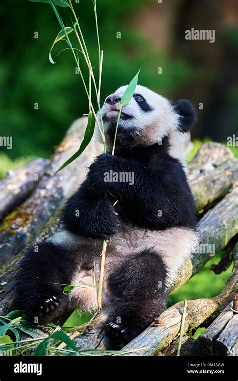 Giant Panda Cub Ailuropoda Melanoleuca Playfully Chewing A Bamboo