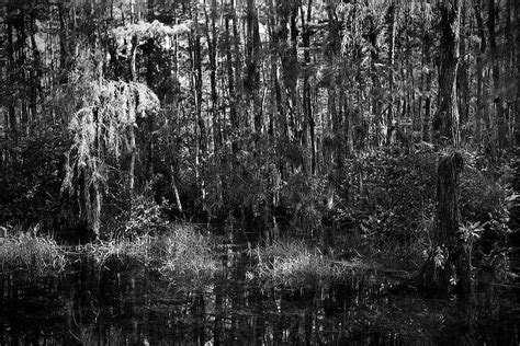 Big Cypress Swamp 5 Photograph By Rudy Umans Fine Art America