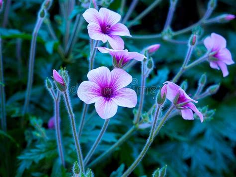 Vibrant Pink Purple And White Flowers In A Field Stock Photo Image