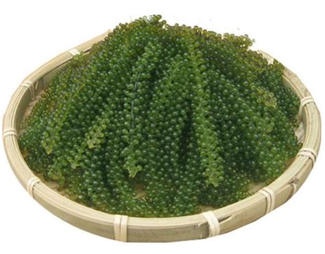Sea Grapes Green Caviar Lato Seaweed Caulerpa Lentillifera Origin