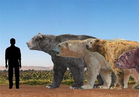 Prehistoric Extinct Bears Arctotherium Angustidens Ursus Maritimus