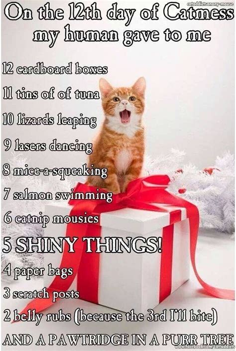 12 Days Of Catmas Funny Animal Pictures Cute Funny Animals Cute Cats