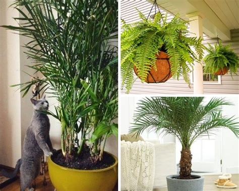 These beauties are drought tolerant, and can grow to become large floor specimens. 12 Indoor Plants that Clean the Air and are Safe for Cats ...