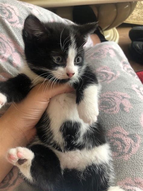 cats and kittens for sale in ilford london gumtree